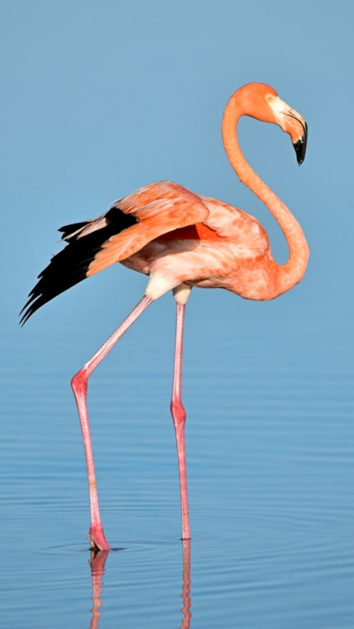 清新文艺火烈鸟手机壁纸_手机壁纸_平面设计 - 传影